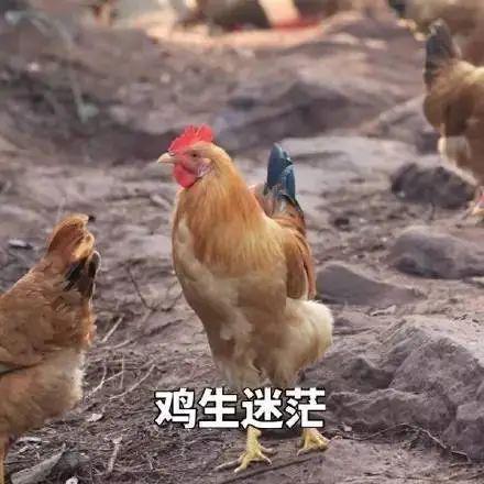 一道旭光分两地鸡啼鼠走四十六是什么生肖的警惕虚假宣传-实证解答解释落实